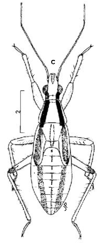 Nabidae: ninfa di Nabis sp.